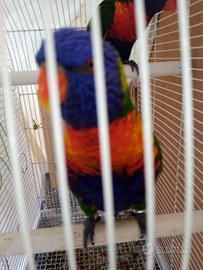 Pappagalli allevati a mano parlanti