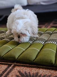 Cane Shih Tzu