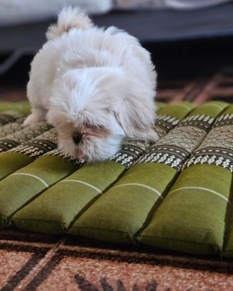 Cane Shih Tzu
