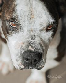 Fred cane simil amstaff Adozione del Cuore