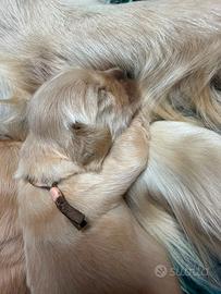 Cuccioli golden retriever