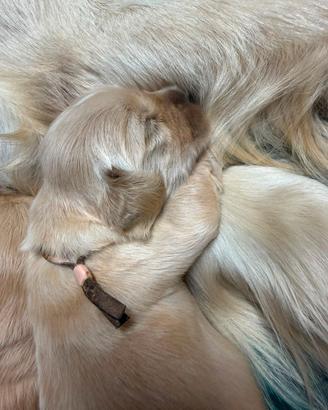 Cuccioli golden retriever