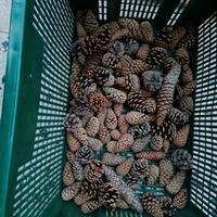Pigne naturali  