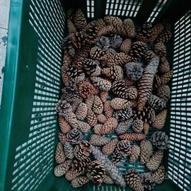 Pigne naturali  