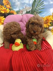 Cuccioli Barboncino Rosso Red Taglia Toy