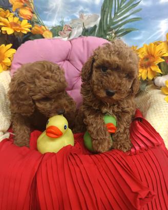 Cuccioli Barboncino Rosso Red Taglia Toy