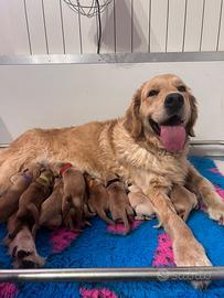 Cuccioli Golden Retriever