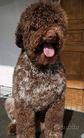 Lagotto romagnolo