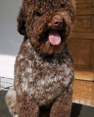 Lagotto romagnolo