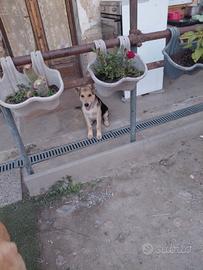 Cucciolotti