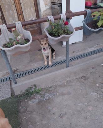 Cucciolotti