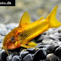 Corydoras cw010 gold laser