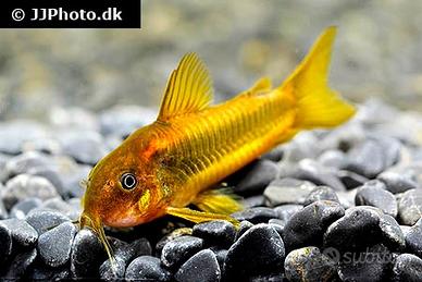 Corydoras cw010 gold laser