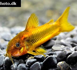 Corydoras cw010 gold laser