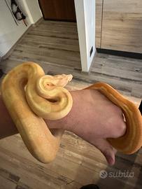 Boa sunglow albino