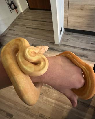 Boa sunglow albino