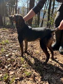 Cani pronto caccia al cinghiale