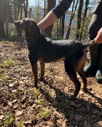 Cani pronto caccia al cinghiale