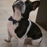 Anima gemella per Buldog francese