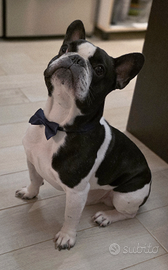 Anima gemella per Buldog francese