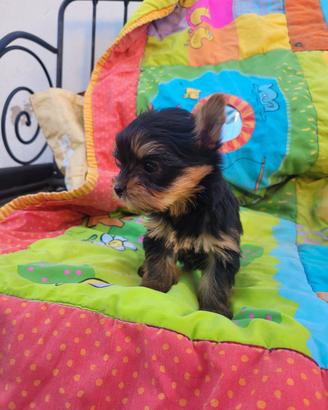 Maschietti yorkshire terrier