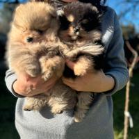 Volpino di Pomerania