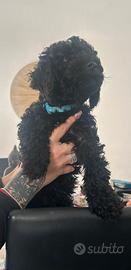 Barboncini Nani colore nero