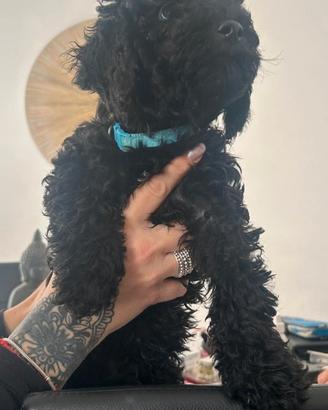 Barboncini Nani colore nero