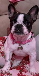 Cucciola di bulldog francese