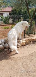 Pastore abruzzese maremmano
