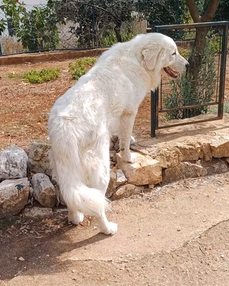 Pastore abruzzese maremmano