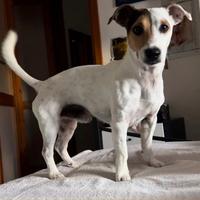 Cagnolino che vorrebbe una cagnolina