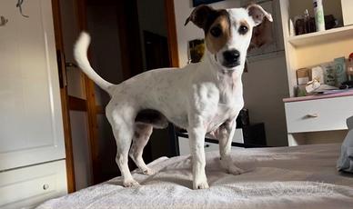 Cagnolino che vorrebbe una cagnolina