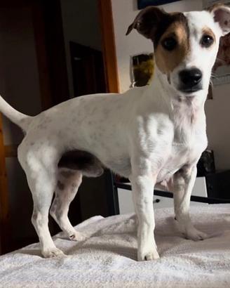 Cagnolino che vorrebbe una cagnolina