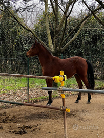 Cavallo arabo intero