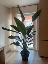 STRELITZIA NICOLAI CON VASO