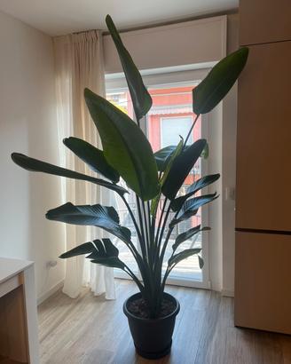 STRELITZIA NICOLAI CON VASO