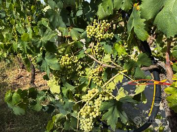 Uva da Vino Castelli Romani