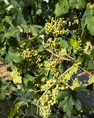 Uva da Vino Castelli Romani