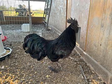 Gallo Cemani