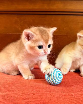 British Shorthair & Scottish straight