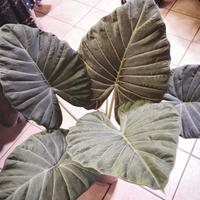 alocasia regal shield 