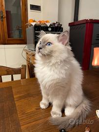 Cuccioli Ragdoll