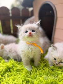 Cuccioli Ragdoll maschi e femmine prenotabili 🐱❤