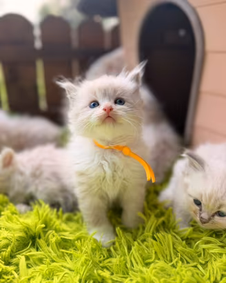 Cuccioli Ragdoll maschi e femmine prenotabili 🐱❤