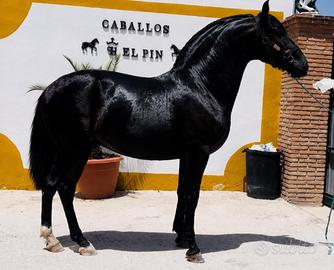 Cavallo Andaluso