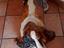 Immagine 1