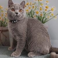 Scottish Straight Marlot