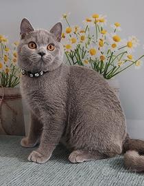 Scottish Straight Marlot