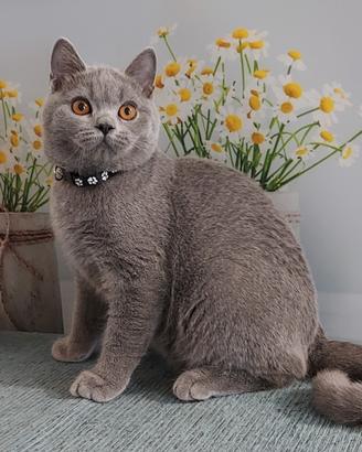 Scottish Straight Marlot